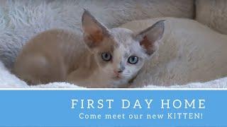 Bringing a kitten home | Devon Rex Kitten's First day home