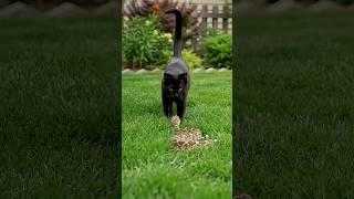 Snake vs Cat Fight, Cats Never Scar from The Venomous Predictors