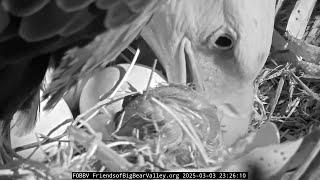 CHICK1 HAS HATCHED ️ Big Bear Bald Eagles 23:26 / 2025-03-03