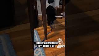 Cat singing Happy Birthday #viral #comedy #shortsvideo