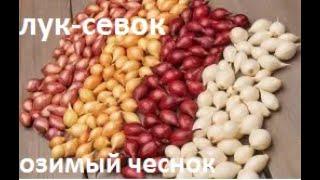 Лук севок и озимый чеснок.