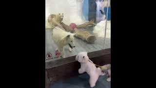 Wolf What are you barking at the dog#West Highland meat#West Highland#Everything Cute Proj