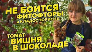 НЕ БОИТСЯ ФИТОФТОРЫ и КЛАДОСПОРИОЗА! ТОМАТ ВИШНЯ В ШОКОЛАДЕ. НОВИНКА 2022