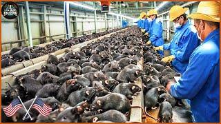 How Are Millions Of Rats Processed In A Factory In The British ? | Food Factory