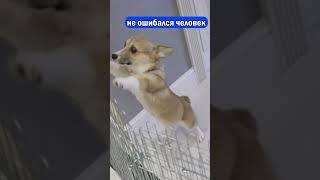 Побег корги из тюрьмы #shorts #dog #cute #corgi