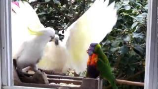 War of the Birds-Lorikeets vs Cockatoos.avi