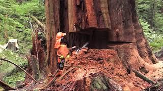 Rod and shane big slabby cedar 3 of 4 videos