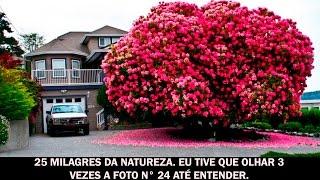 25 milagres da natureza . Eu tive que olhar 3 vezes a foto n° 24 até entender