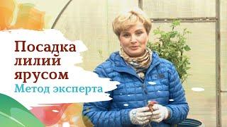 Как сажать лилии ярусом для большого пышного букета