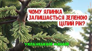 Чому Ялинка Завжди Зелена Цікаве відео для Дітей українською