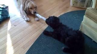 Dovekie vs Fern