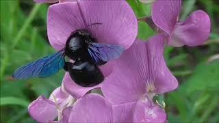 Very Big Wild Bees! / Violet Carpenter Bee / Blauschwarze Holzbiene / Xylocopa violacea