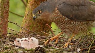 Sparrowhawk Chicks Hatching Out From Shells | 4K | Discover Wildlife | Robert E Fuller