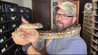 Dumerils boa! Incredible pet snake!WOW Just the right size! Impressive yet docile!