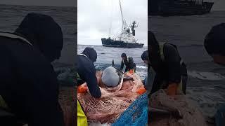 Crew Carefully Handles a Shark