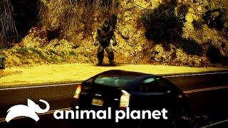 Bigfoot Spotted At Popular Vacation Spot | Finding Bigfoot | Animal Planet