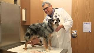 Protect your pet's health through prevention