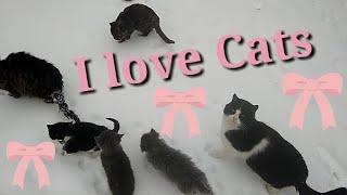 Super Cats ! Супер Коты!