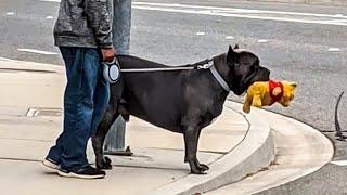 Wenn du einen Hund zum Schutz brauchst, aber einen Komiker bekommst