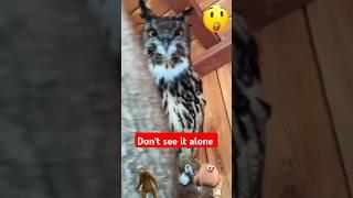 Look And Hear How Owl Speak । Owl Sounds #owl #birdsound #sound #howdotheydoit #northernpygmyowl