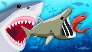 Let's Learn About Sharks! | Shark Song For Kids | KLT