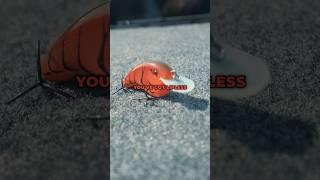 Crankbait Fishing Tip For Spring!