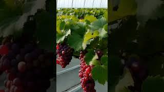 I Mastered Growing Grapes in 16 Months and Here's What Worked BEST! #grapevine #fruit #grapegrowing