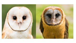 Four different species of Barn owl and how stunning they are - Which is your favourite?