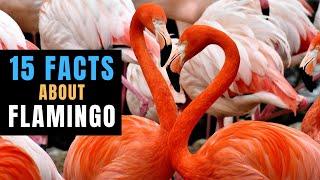 15 INTERESTING FACTS ABOUT FLAMINGO