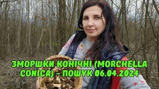 Весняні гриби ЗМОРШКИ КОНІЧНІ 06.04.2024. Тихе полювання на зморшки! Вдалий збір грибів.