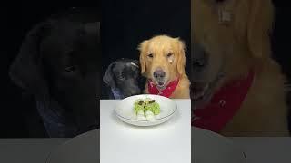 Golden Brother Tried To Get My First Piece Of Squash. Labrador and Golden. Cute Pet Debut Plan