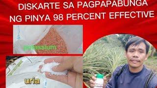 DISKARTE SA PAGPAPABUNGA NG PINYA 98 PERCENT EFFECTIVE/ ELS TV