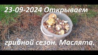 23 09 2024 Открываем грибной сезон.  Маслята.