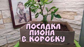 Посадка пиона в коробку.