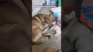 #wolfdog dad treats son & daughter differently