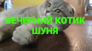 ВЕЧЕРНИЙ КОТИК ШУНЯ