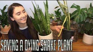 Saving A Trashed Snake Plant | Sansevieria Trifasciata