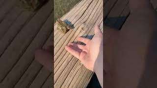 Saved A Frog! #frog #animals #animalrescue #nature #pnw #amphibian #washington #beach #water