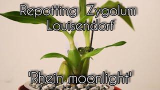 #Zygolumlouisendorf #Orchidrepot Repotting Zygolum louisendorf 'Rhein moonlight'