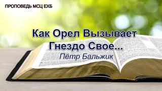 Как орёл вызывает гнездо своё. Пётр Бальжик. Проповедь. МСЦ ЕХБ