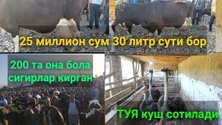 Сурхондарё Сариосиё мол бозори ТУЯ куш ва ОНА бола сигирлар нархлари.