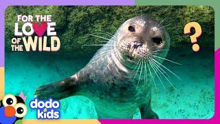 Hero Diver’s Mission Is To Protect Seals From Garbage | Dodo Kids | For The Love Of The Wild