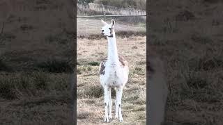 Llama Sounds Alarm Cry!