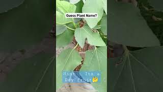 Plant Name Guess Check description after two days
