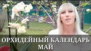 ОРХИДЕЙНЫЙ КАЛЕНДАРЬ. МАЙ / Что делать с орхидеями в мае?