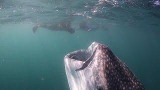 Go inside the mouth of a whale shark