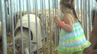 A Day At The State Fair