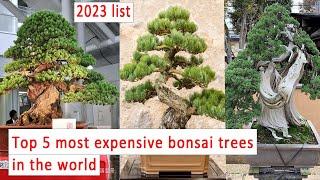 Top 5 most expensive bonsai trees in the world!