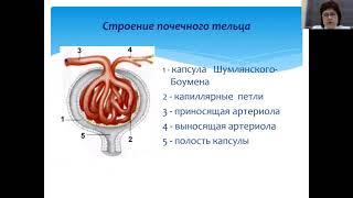 Нормальная физиология 2. Физиология выделения и терморегуляции