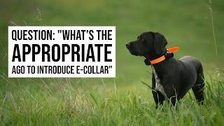 Q&A: "What's the appropriate age to introduce e-collar?"